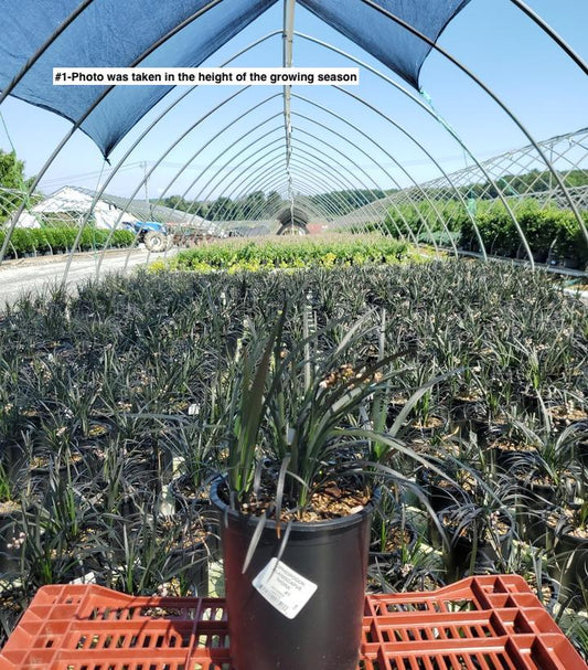 OPHIOPOGON PLANISCAPUS `NIGRA`