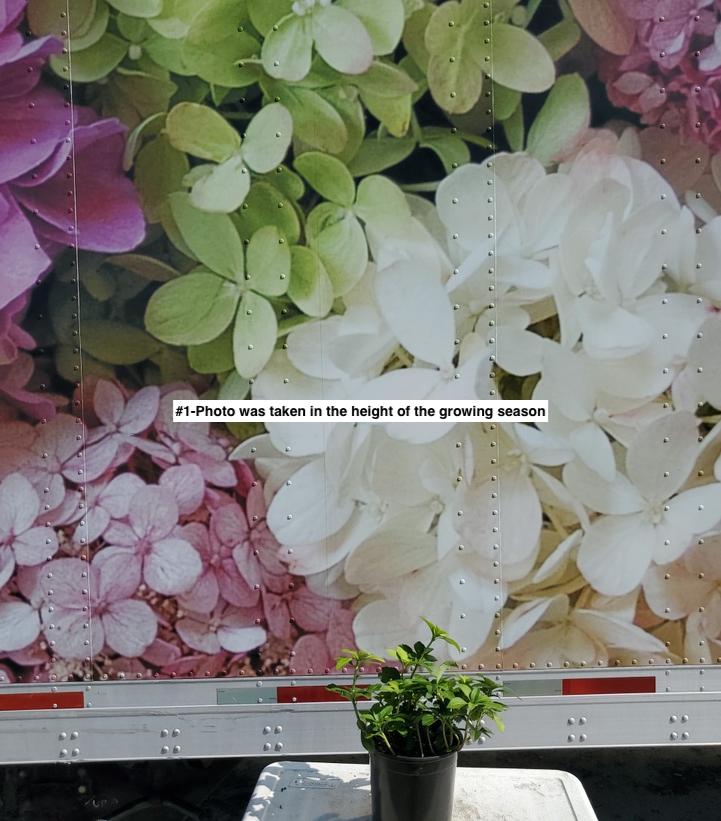 PACHYSANDRA TERMINALIS