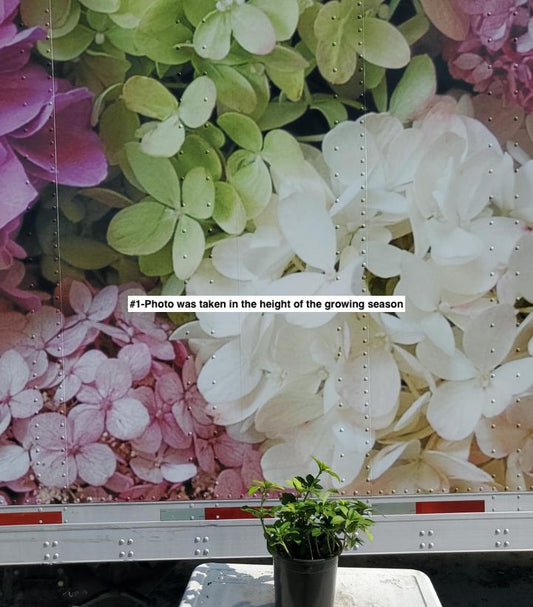 PACHYSANDRA TERMINALIS