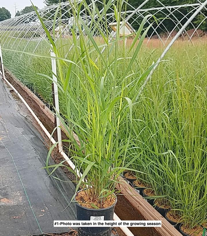 PANICUM VIRGATUM `PRAIRIE SKY`