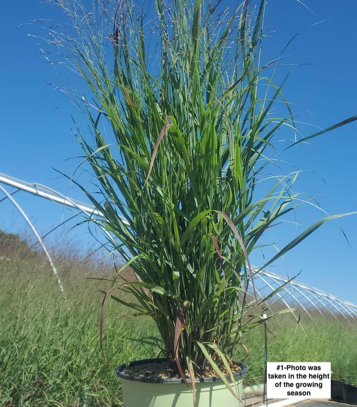 PANICUM VIRGATUM `SHENANDOAH`