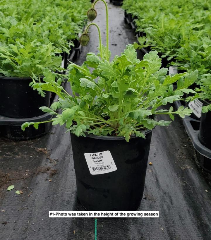 PAPAVER `GARDEN GNOME`