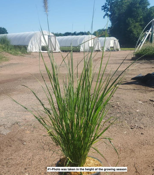 PENNISETUM ALOPECUROIDES `HAMELN`