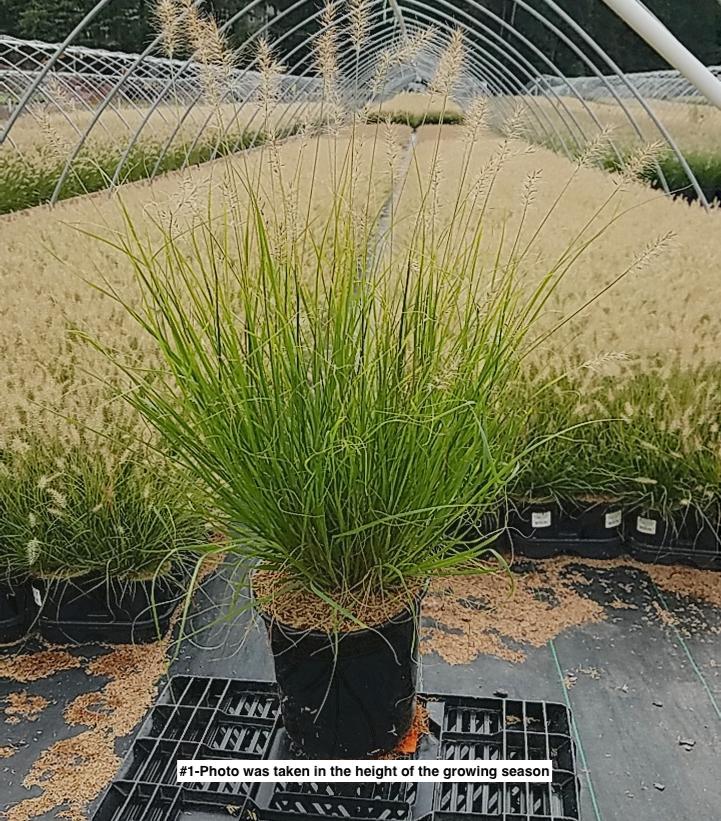 PENNISETUM ALOPECUROIDES `LUMEN GOLD`