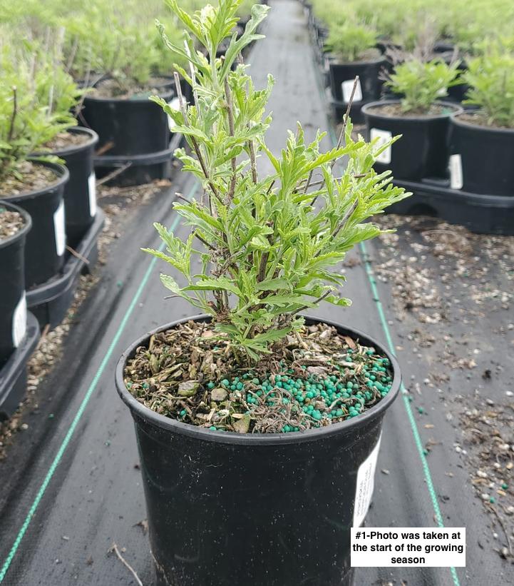 PEROVSKIA ATRIPLICIFOLIA `BLUE JEAN BABY`