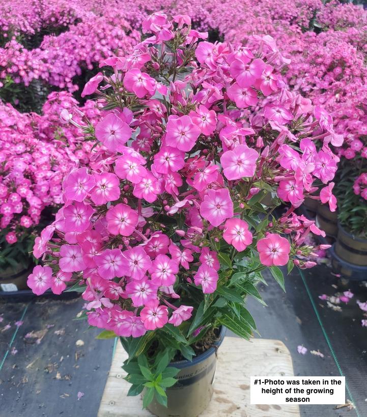 PHLOX `VOLCANO PINK W/ WHITE EYE`