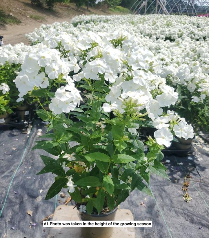 PHLOX `VOLCANO WHITE`
