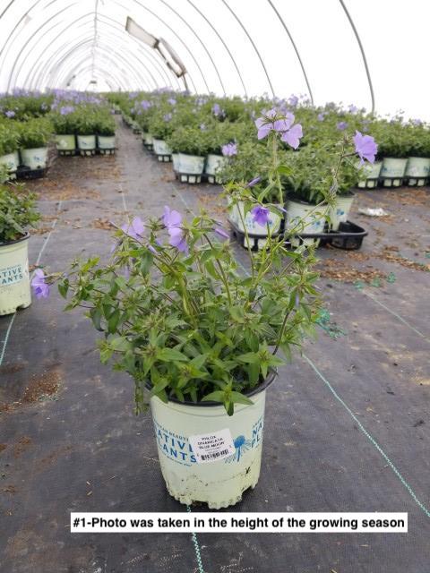 PHLOX DIVARICATA `BLUE MOON`