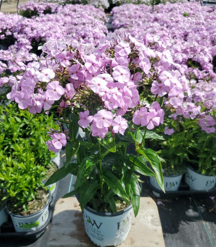 PHLOX `OPENING ACT BLUSH`