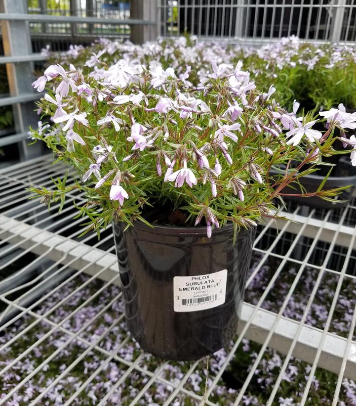 PHLOX SUBULATA `EMERALD BLUE`
