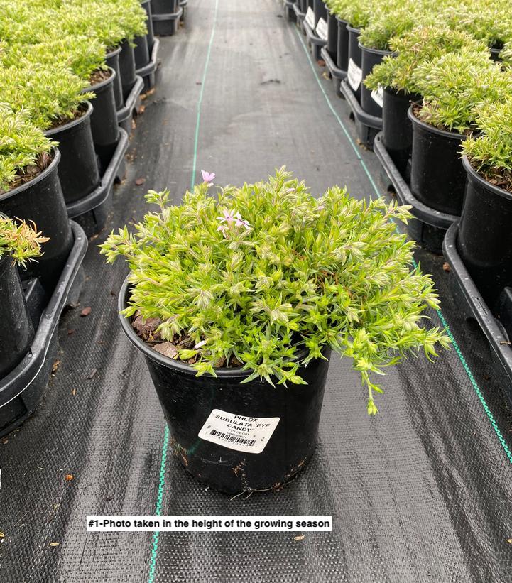 PHLOX SUBULATA `EYE CANDY`