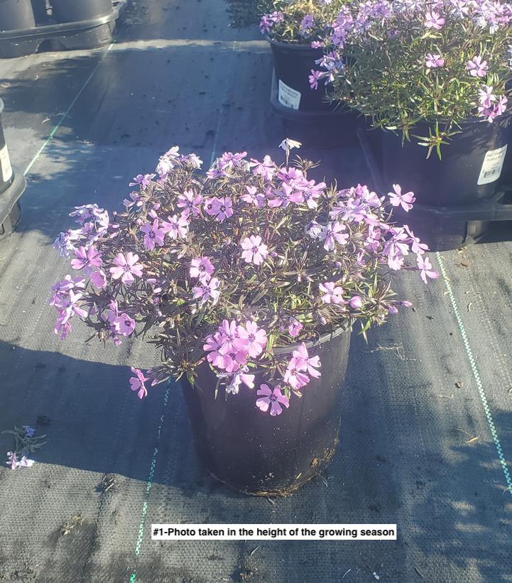 PHLOX SUBULATA `PURPLE BEAUTY`