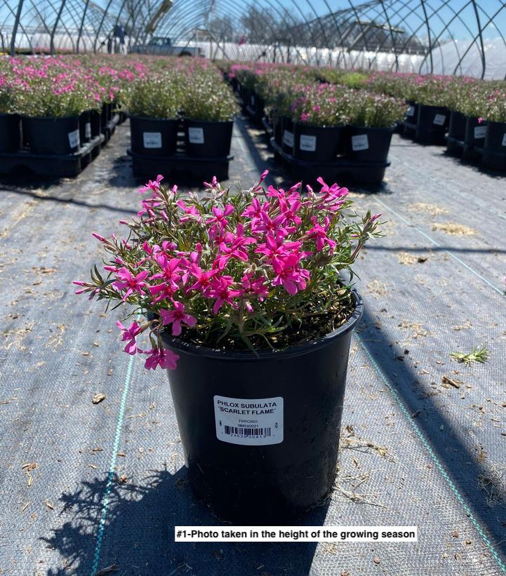 PHLOX SUBULATA `SCARLET FLAME`