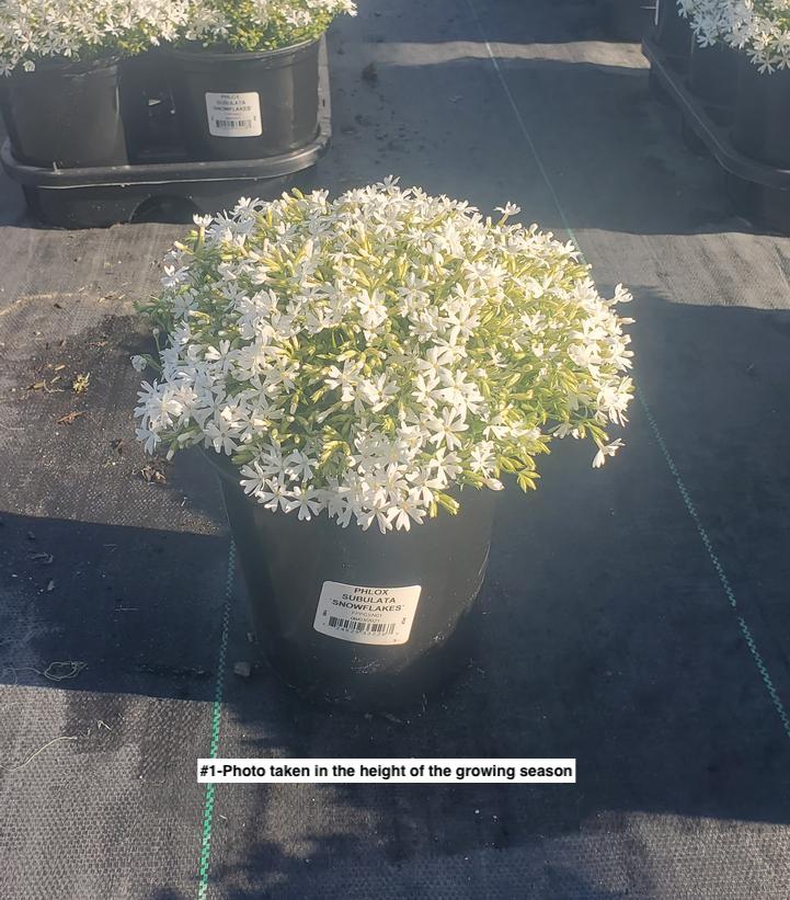 PHLOX SUBULATA `SNOWFLAKES`