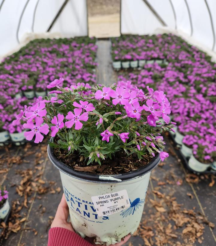 PHLOX SUB. SPRING `PURPLE`