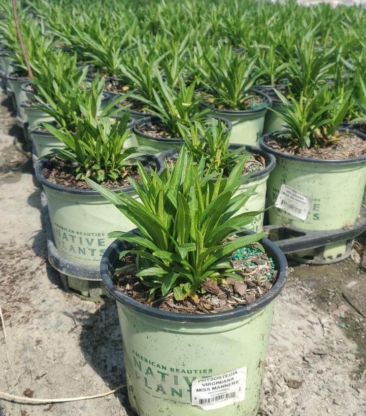 PHYSOSTEGIA VIRGINIANA `MISS MANNERS`