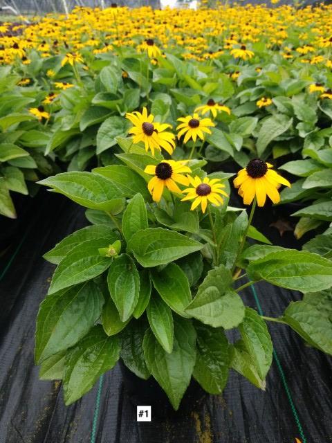 RUDBECKIA FULGIDA `GOLDSTURM`