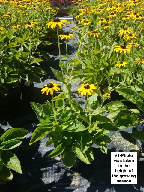 RUDBECKIA FULGIDA VAR. DEAMII