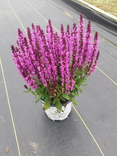 SALVIA `PINK PROFUSION`
