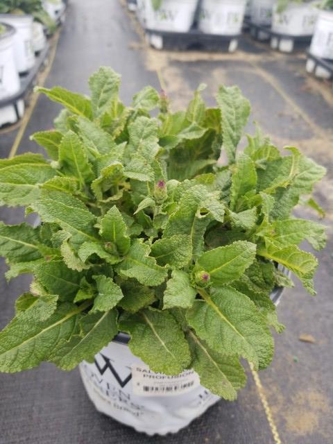 SALVIA `VIOLET PROFUSION`