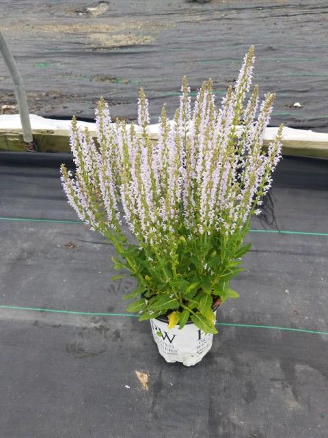 SALVIA `PERFECT PROFUSION`