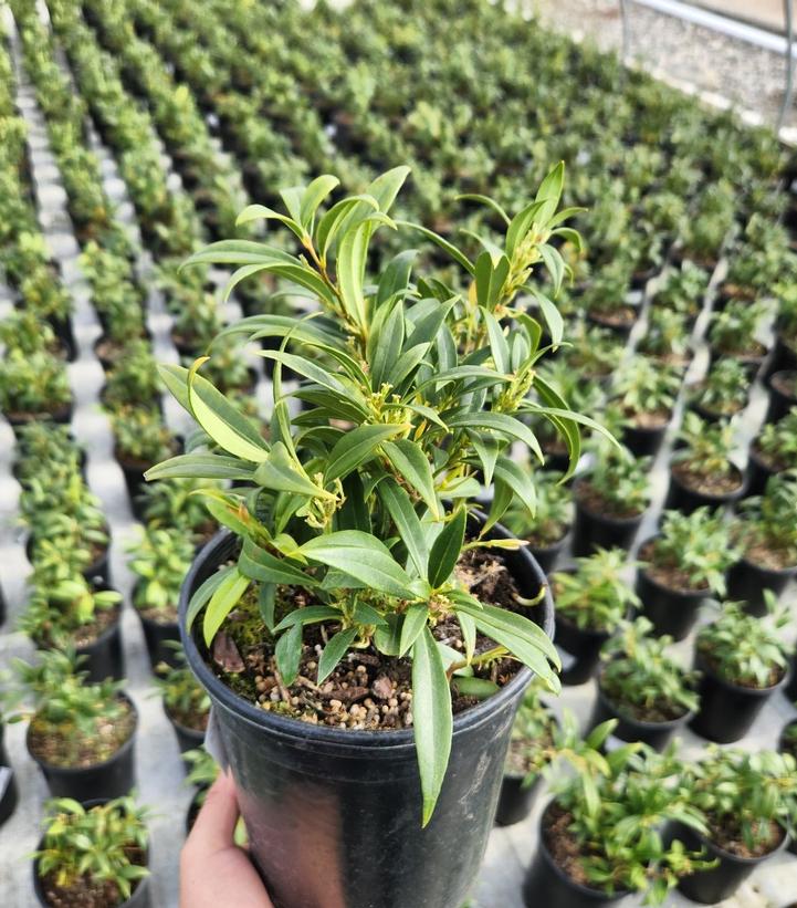 SARCOCOCCA HUMILIS