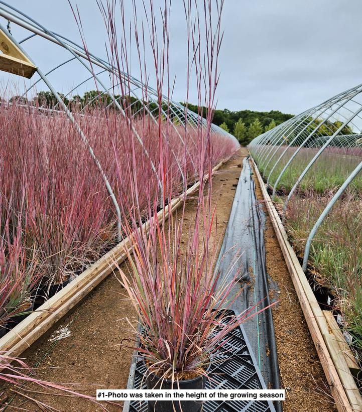 SCHIZACHYRIUM SCOPARIUM `STANDING OVATION`