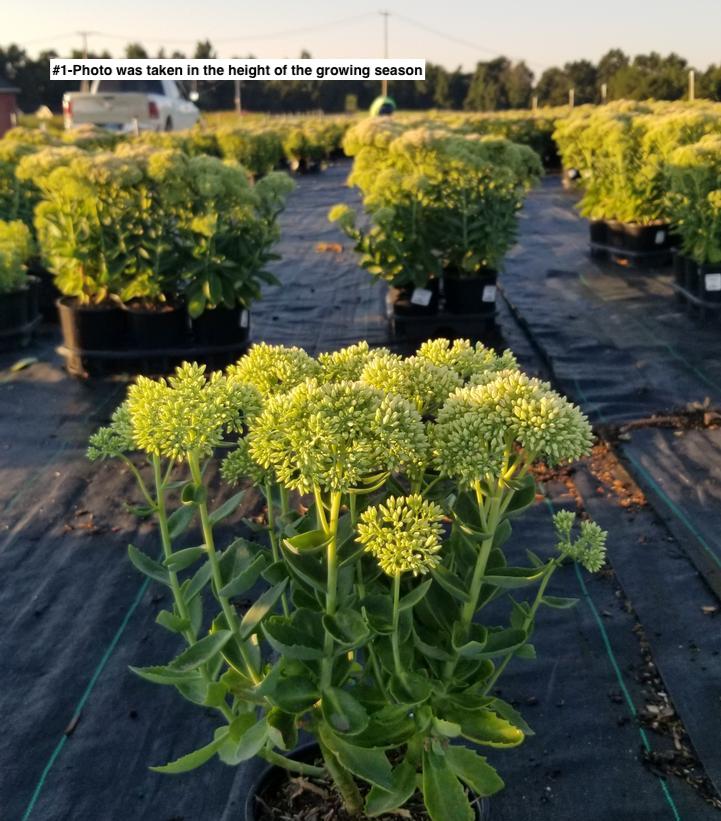 SEDUM SPECTABILE `AUTUMN JOY`