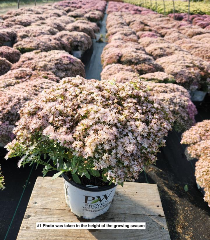 SEDUM ROCK `N ROUND `BUNDLE OF JOY`