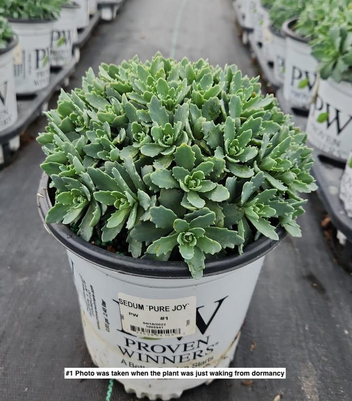 SEDUM ROCK `N ROUND `PURE JOY`