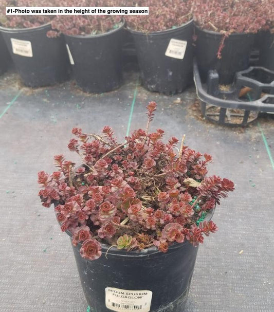 SEDUM SPURIUM `FULDAGLOW`