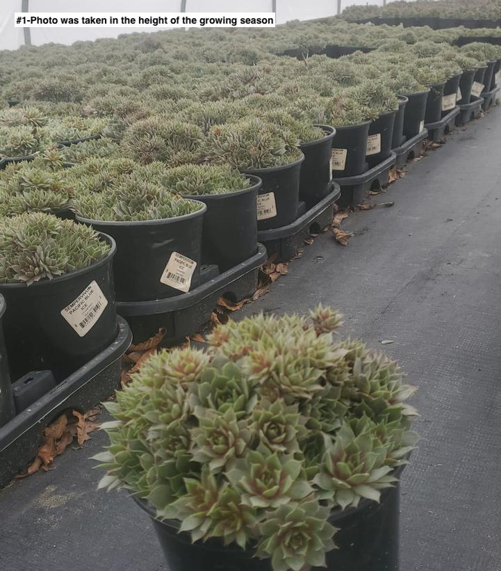 SEMPERVIVUM `PACIFIC BLUE ICE`