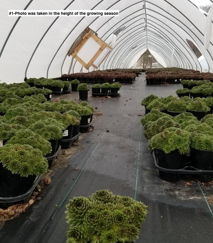 SEMPERVIVUM `PILIOSEUM`