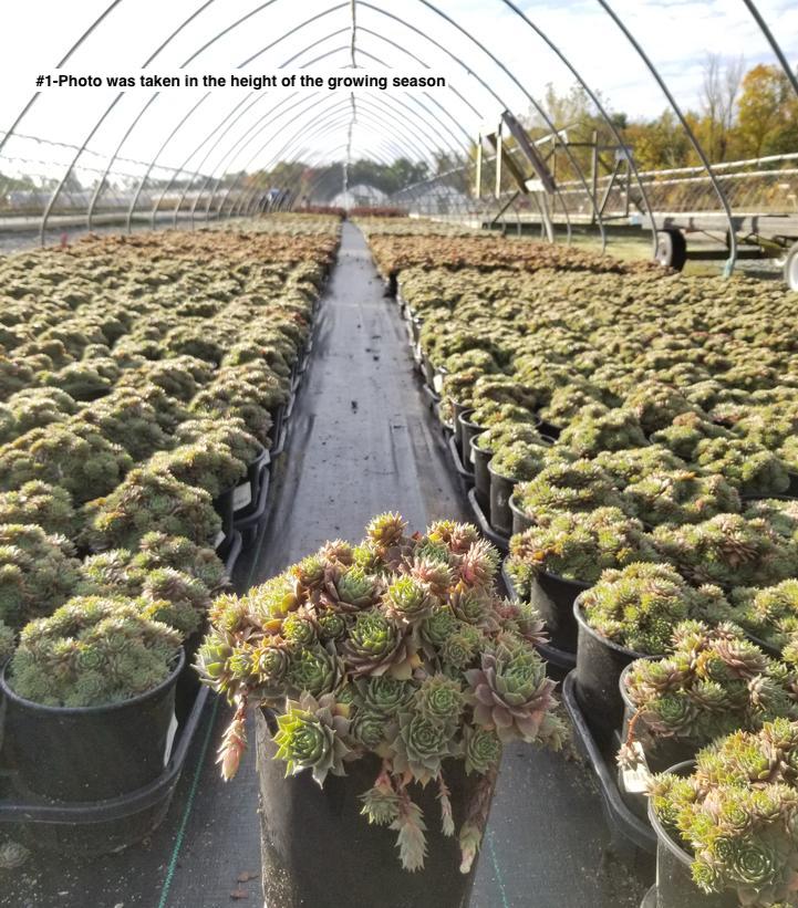 SEMPERVIVUM `PURPLE BEAUTY`