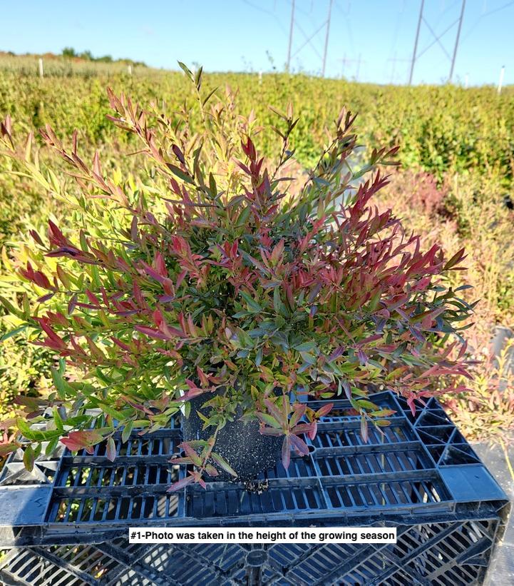 VACCINIUM ANGUSTIFOLIUM `BURGUNDY`