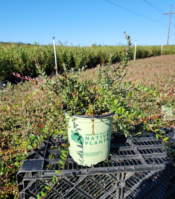 VACCINIUM MACROCARPON `PILGRIM`