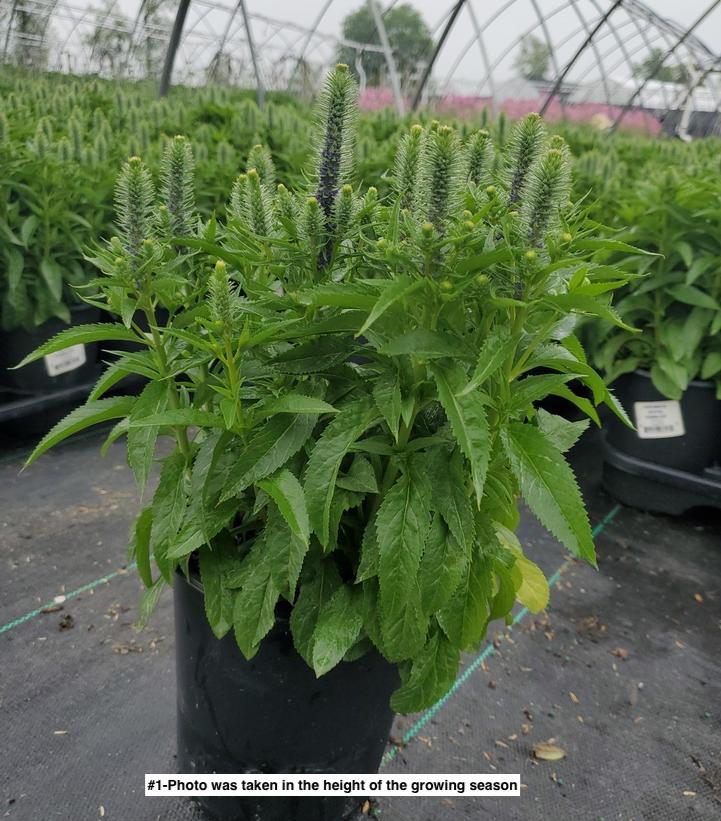 VERONICA `ROYAL CANDLES`