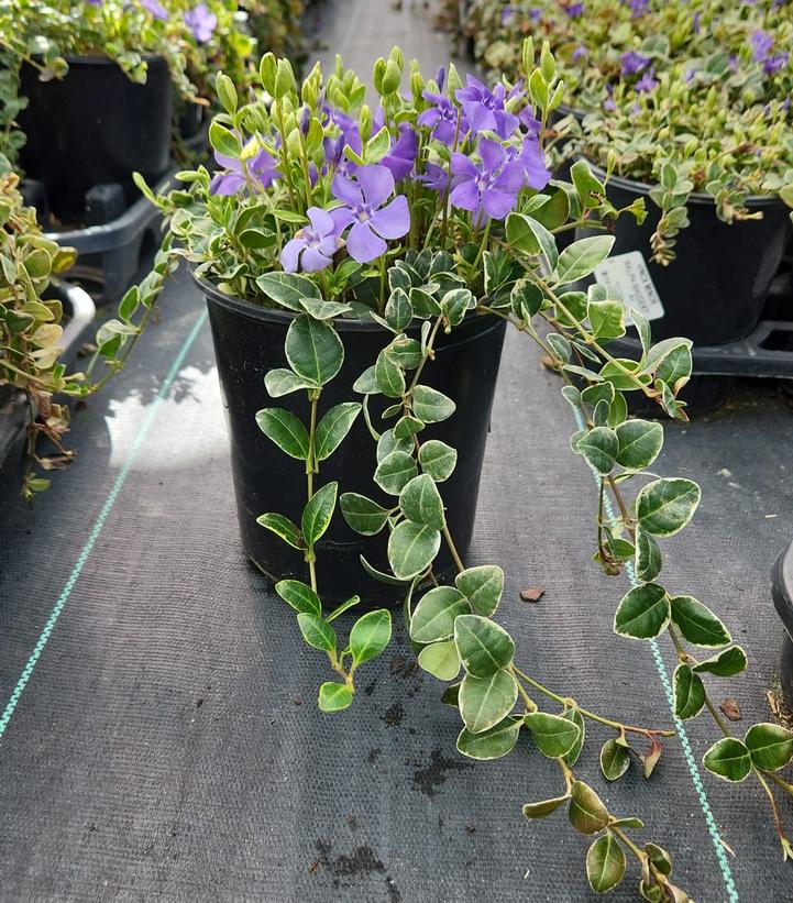 VINCA MINOR `RALPH SHUGERT`