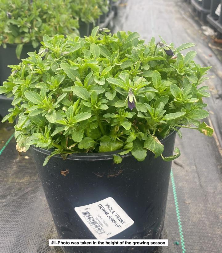 VIOLA `PENNY DENIM JUMP-UP`