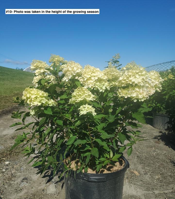 HYDRANGEA PAN. `LIMELIGHT`