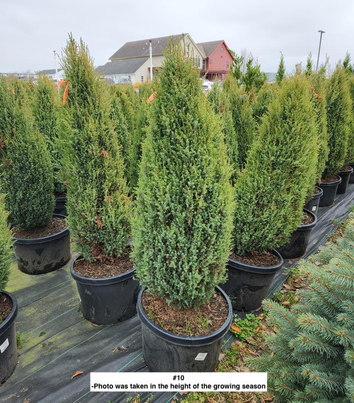 JUNIPERUS COMMUNIS `COMPRESSA`