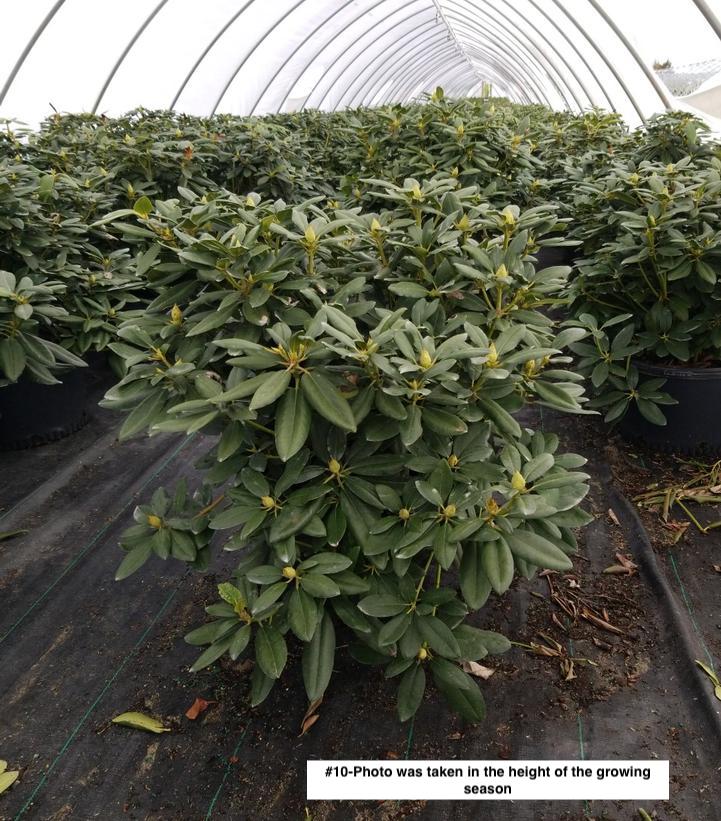 RHODODENDRON C. `BOURSAULT`