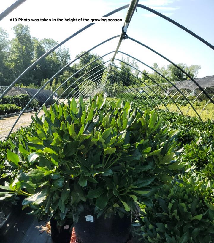 RHODODENDRON C. `CUNNINGHAM`S WHITE`