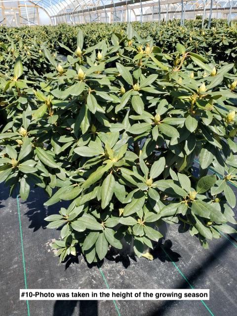 RHODODENDRON CAT. `ENGLISH ROSEUM`