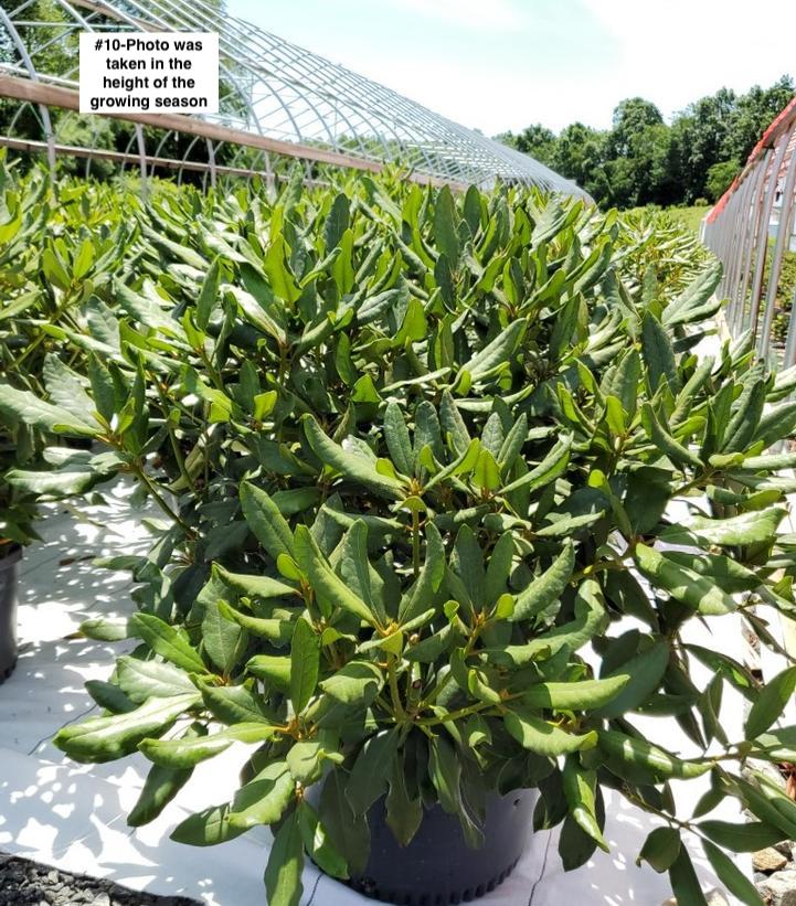 RHODODENDRON CAT. `NOVA ZEMBLA`