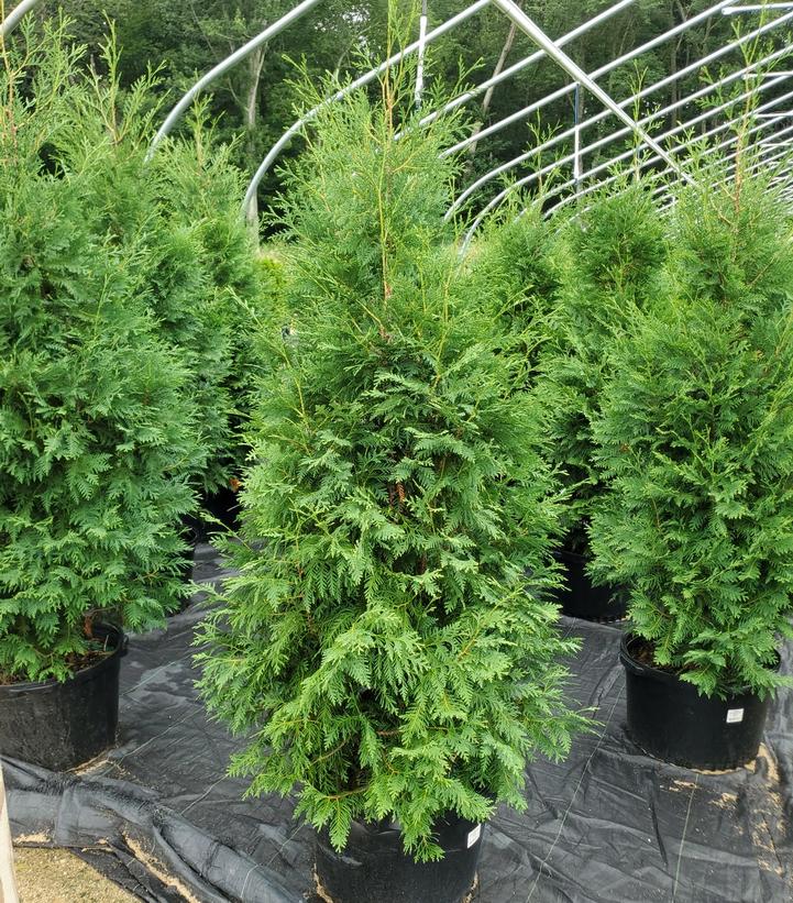 THUJA X `GREEN GIANT`