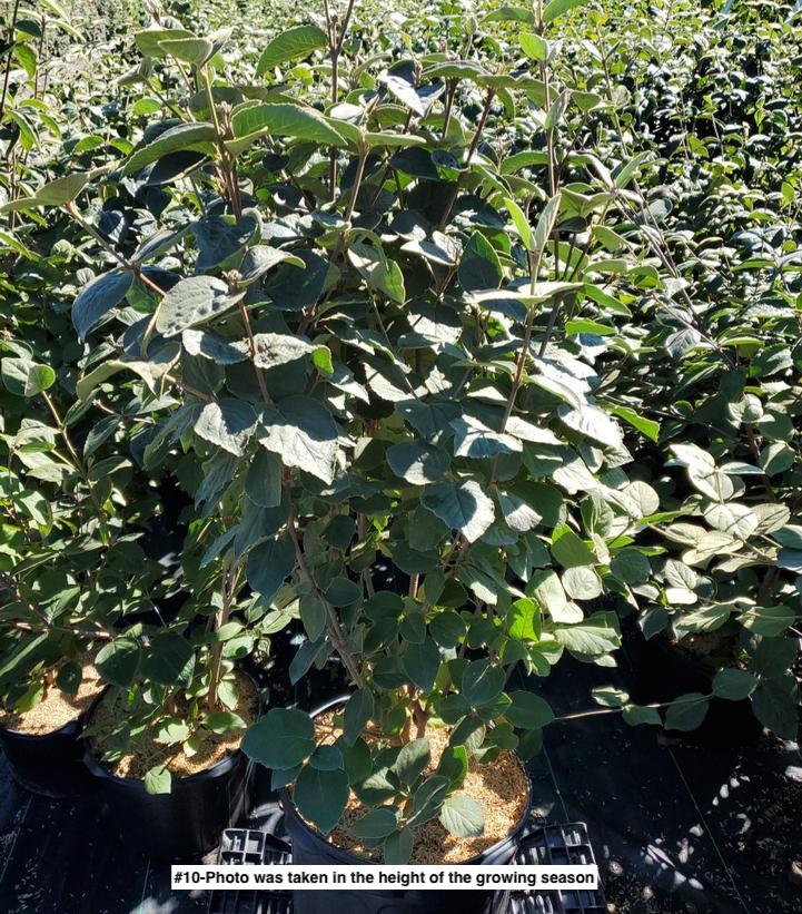 VIBURNUM CARLESII