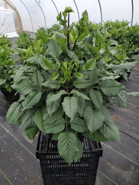 PAEONIA LACTIFLORA `MME. EMILE DEBATENE`