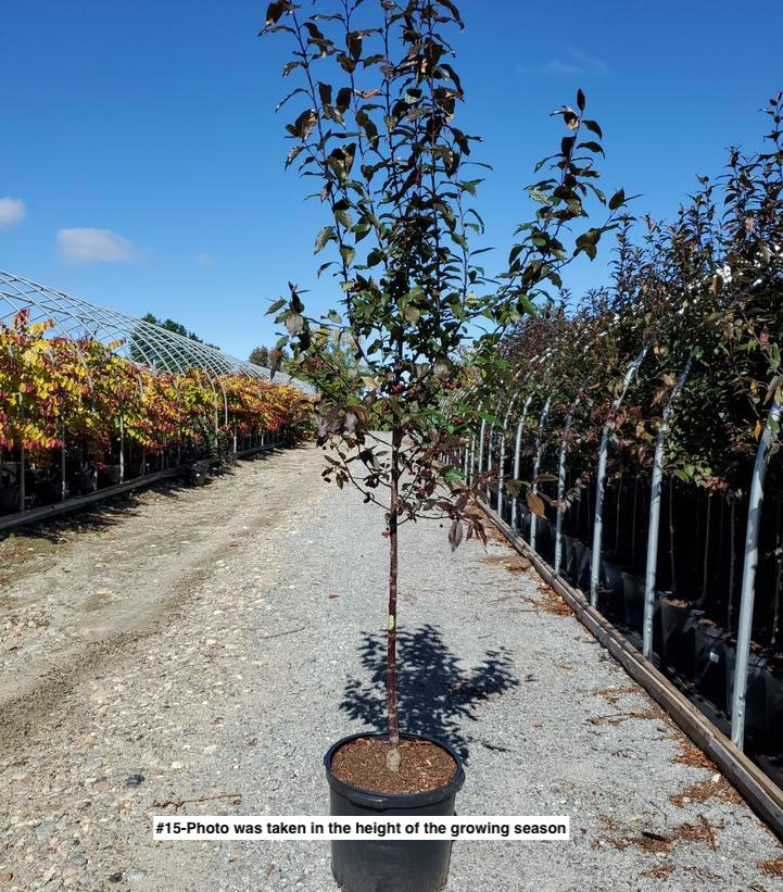 MALUS X `PRAIRIEFIRE`