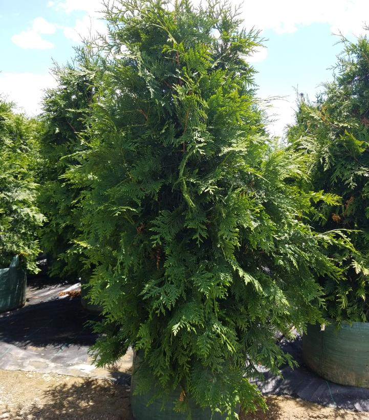 THUJA X `GREEN GIANT`